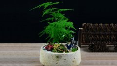 西城區(qū)某寫(xiě)字樓花卉租擺案例