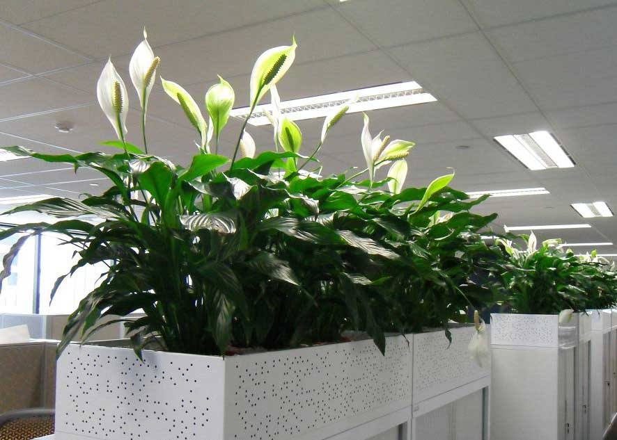 植物的擺放都有哪些好處？