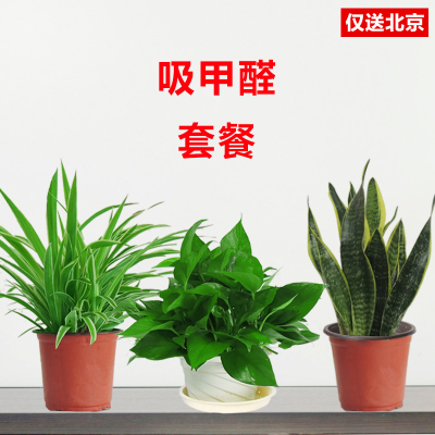 北京望京花卉租擺都有哪些植物租賃價格怎么樣？