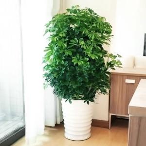 辦公室租擺什么綠植比較凈化空氣吸收甲醛？
