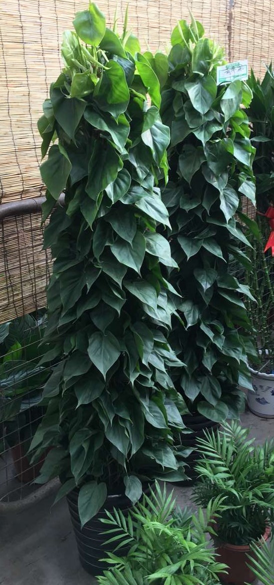 北京喜蔭花卉盆栽養(yǎng)護方法有哪些？