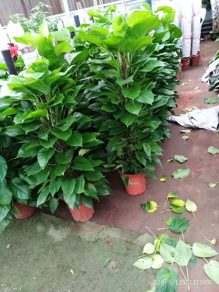 北京花卉植株扦插成活與環(huán)境因素有什么關系