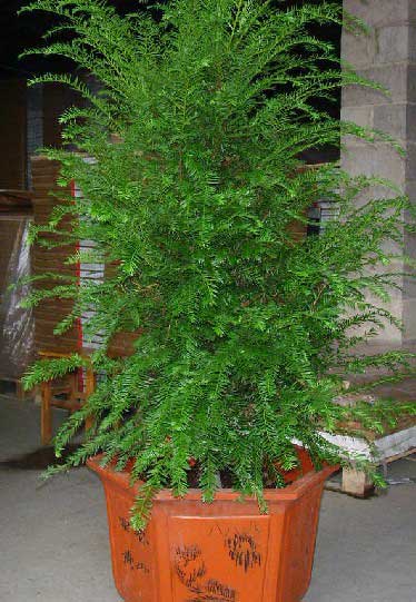 北京花卉租賃什么植物冬天比較好養(yǎng)護？