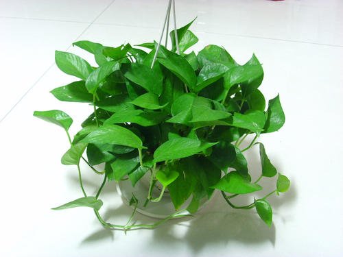 北京花卉租擺有哪些適合家庭養(yǎng)的綠植？