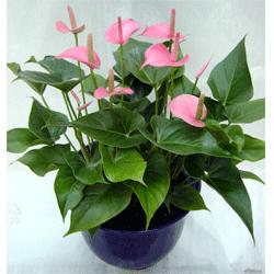 植物租擺的標(biāo)準(zhǔn)都有哪些？
