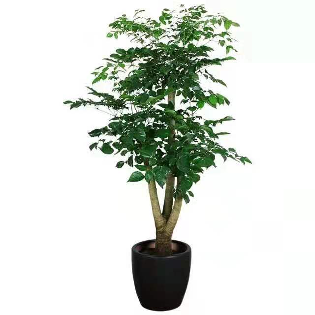 冬季適合水插以下花卉，只要做到以下幾點(diǎn)，生長(zhǎng)迅速很好 北京花卉租擺公司