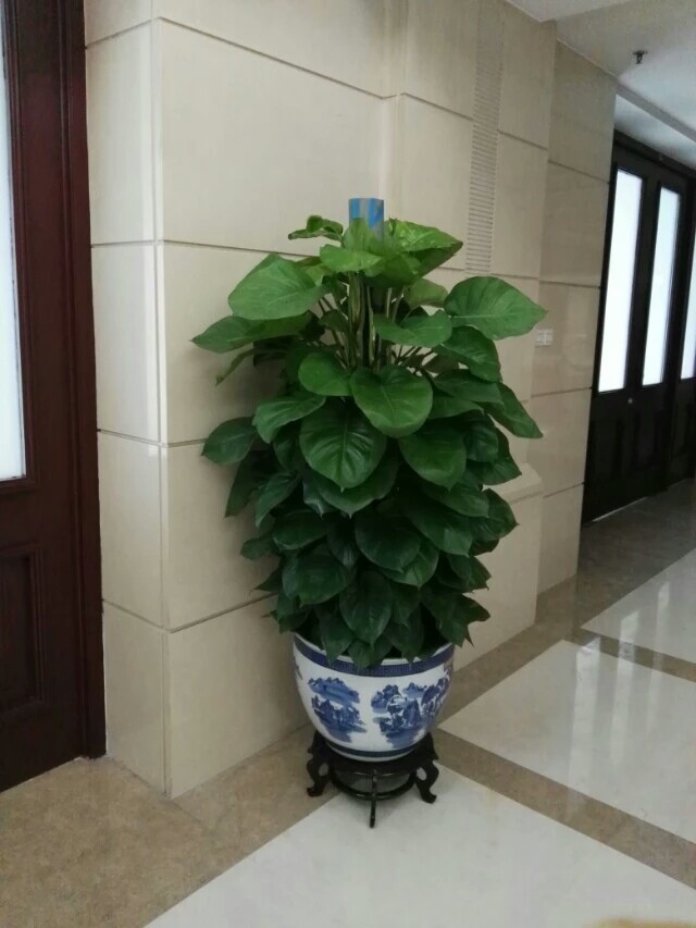 北京花卉銷售公司-室內(nèi)不適合養(yǎng)什么花草植物，室內(nèi)養(yǎng)花禁忌