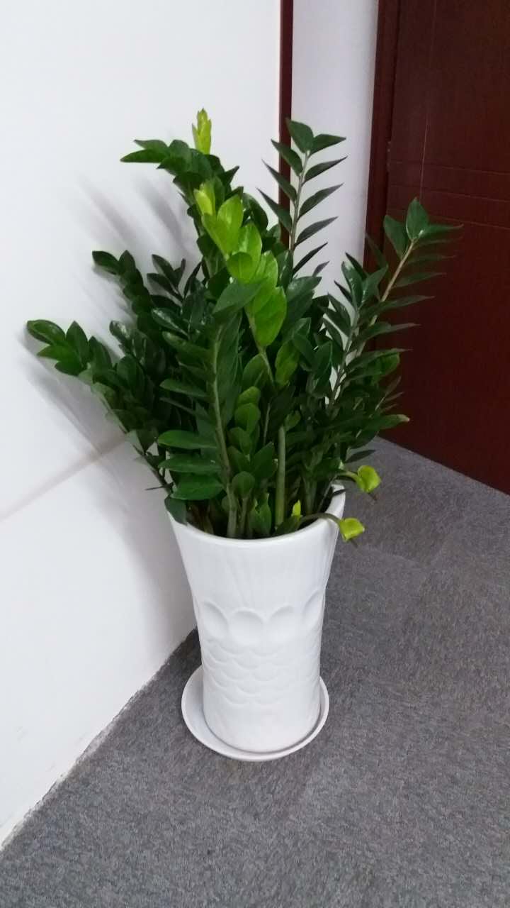 綠植養(yǎng)護(hù)-金錢樹澆水的正確方法，多久澆一次水
