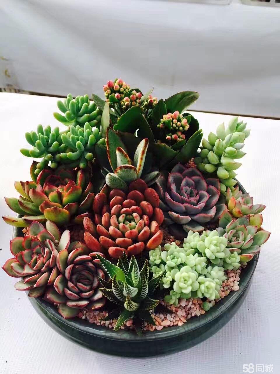 陶碳球負離子植栽怎么種？