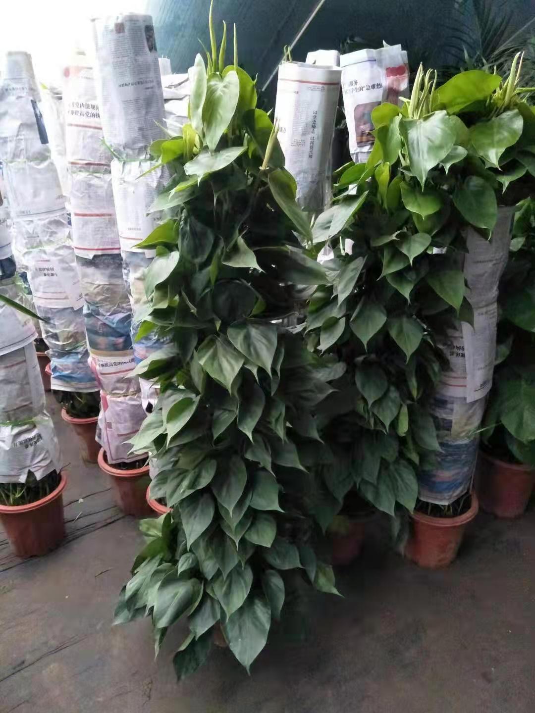 北京綠植養(yǎng)護(hù)主要做什么？