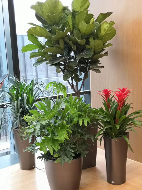 盆栽綠植租賃：幸福樹怎么養(yǎng)護(hù)？