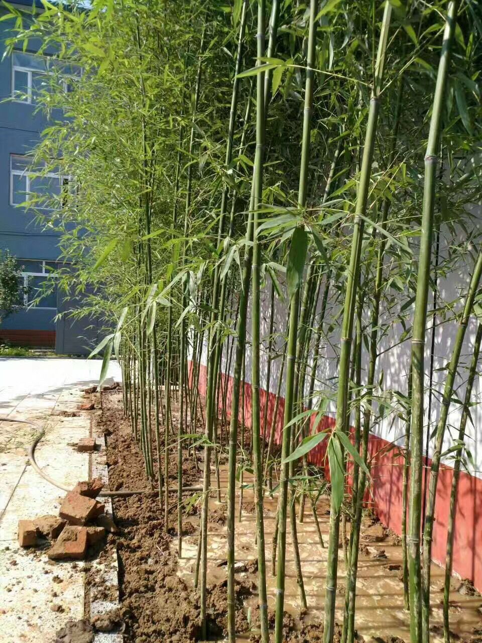 北京園林綠化-北京園林工程-北京景觀設(shè)計(jì)-北京綠植租擺。