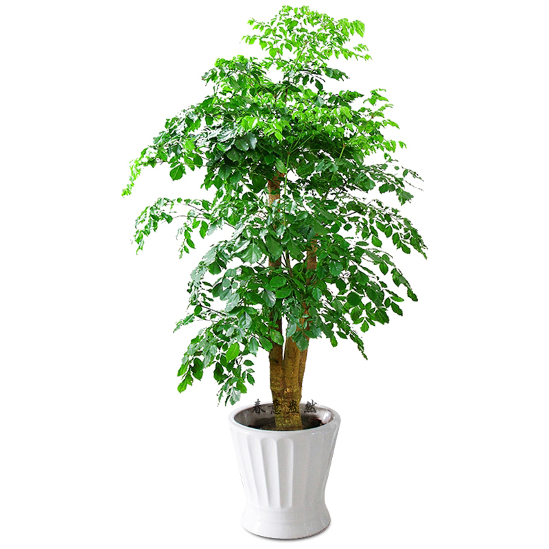 在放置陽(yáng)臺(tái)植物時(shí)，應(yīng)注意調(diào)節(jié)陽(yáng)臺(tái)的空氣濕度