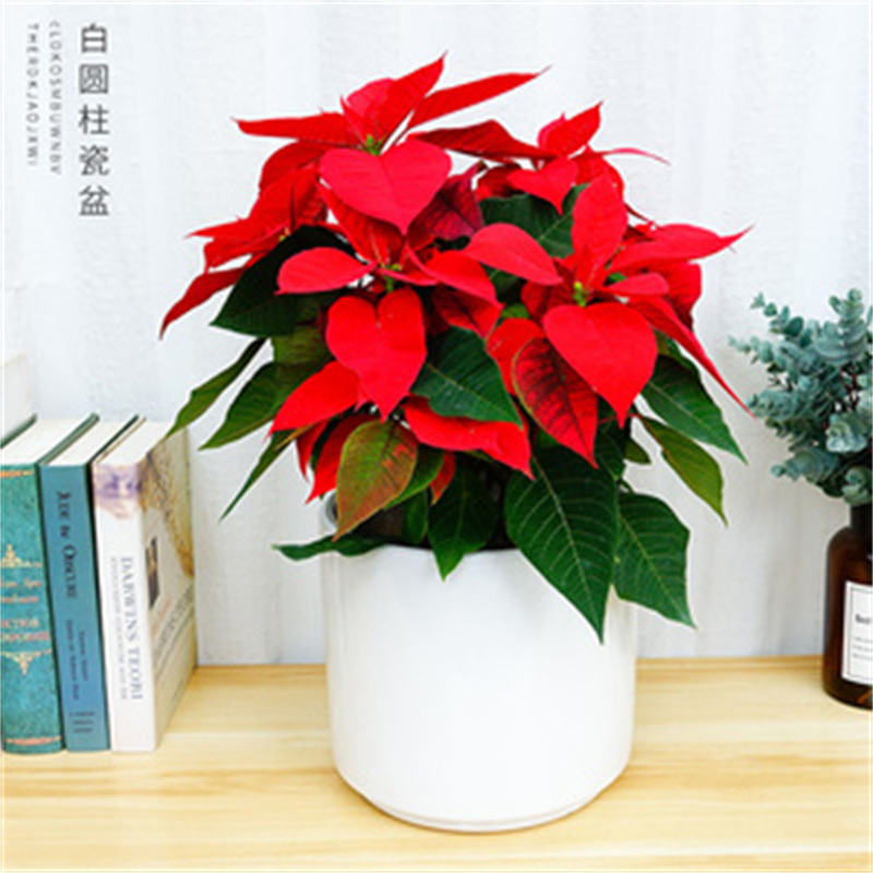 http://mails.zsgwb.cn北京辦公室花卉租擺公司