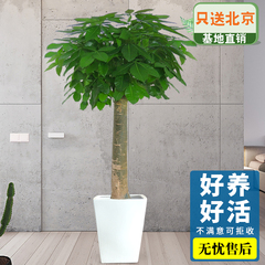 北京辦公室綠植租賃流程有哪些？