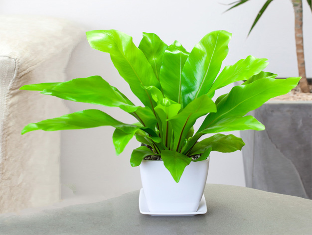 北京花卉植物家庭園藝：園藝綠化養(yǎng)護(hù)小竅門(mén)