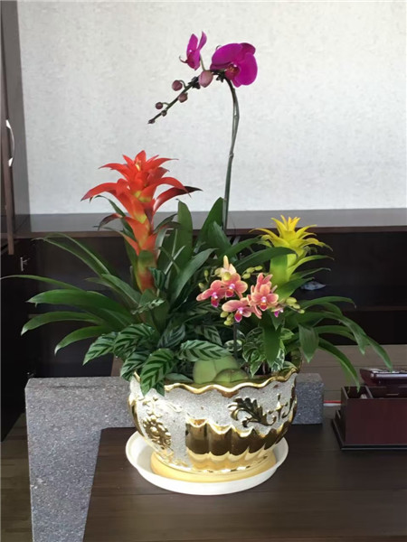 植物租擺公司，不僅僅是提供鮮花那么簡(jiǎn)單