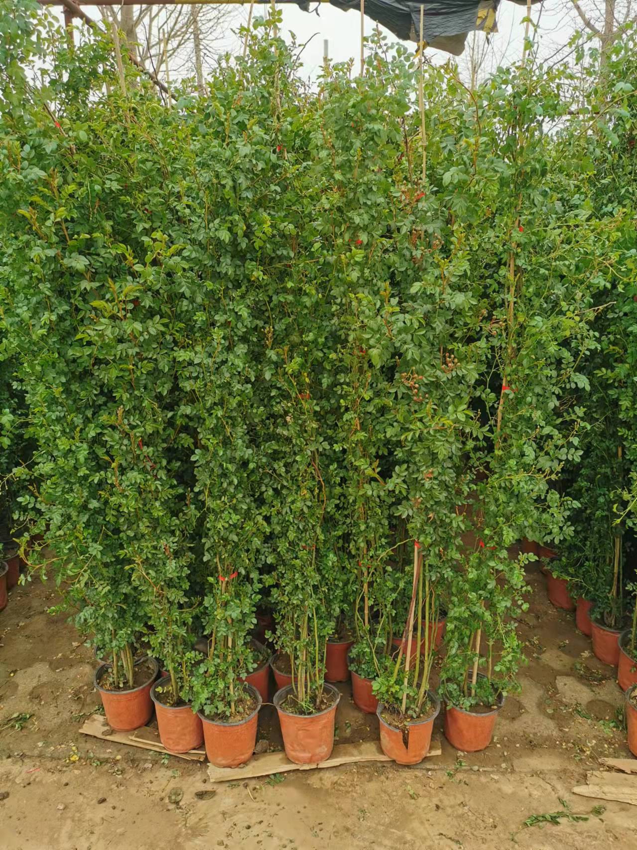 這5種花適合做鮮花“窗簾”，效果一目了然