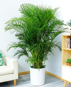 北京綠植花卉養(yǎng)護公司：好看好養(yǎng)的植物有哪些？