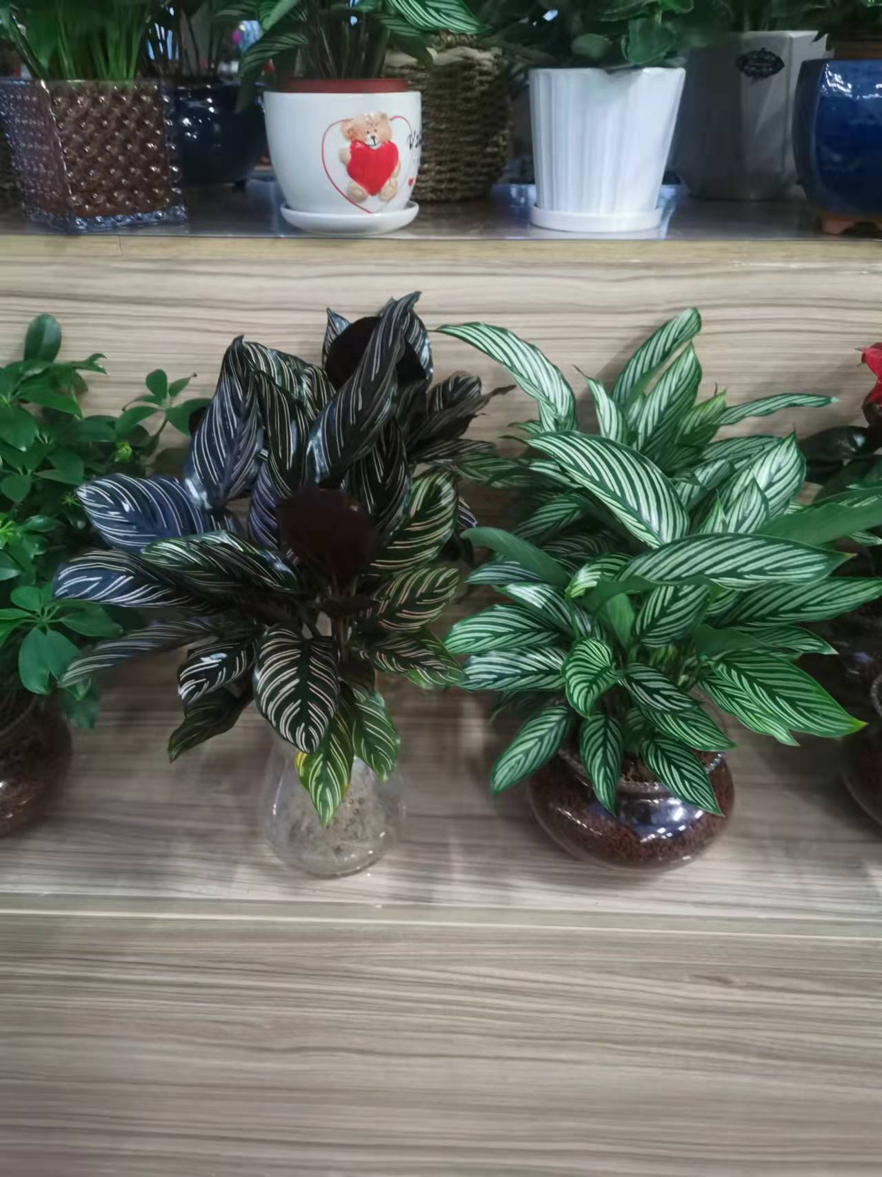北京朝陽(yáng)區(qū)綠植租擺公司：孔雀竹芋怎樣養(yǎng)護(hù)？
