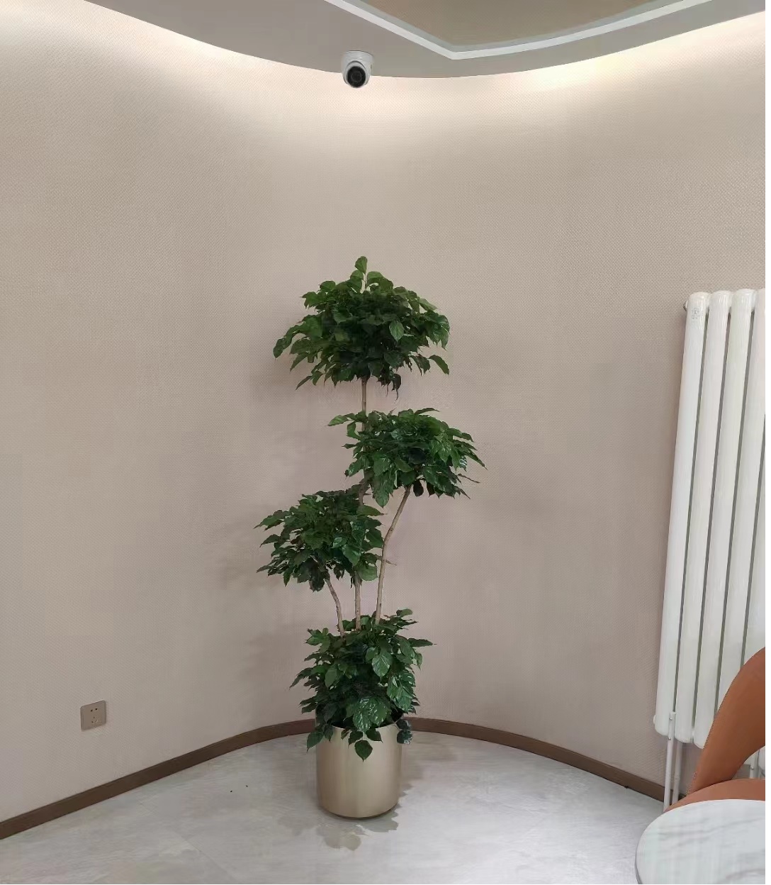 北京朝陽(yáng)區(qū)花卉租擺公司北京花卉租擺公司朝陽(yáng)區(qū)綠植租賃公司