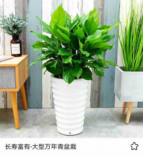 北京綠植租擺靠什么獲得客戶的青睞？