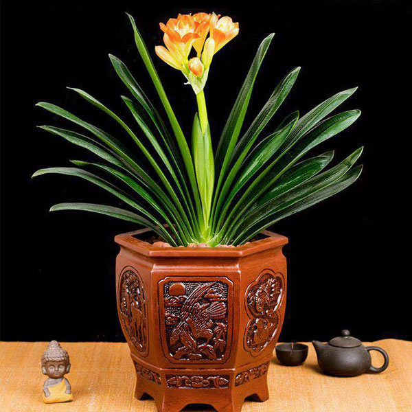 北京花卉租賃養(yǎng)護(hù)出售：君子蘭的養(yǎng)護(hù)方法有哪些？