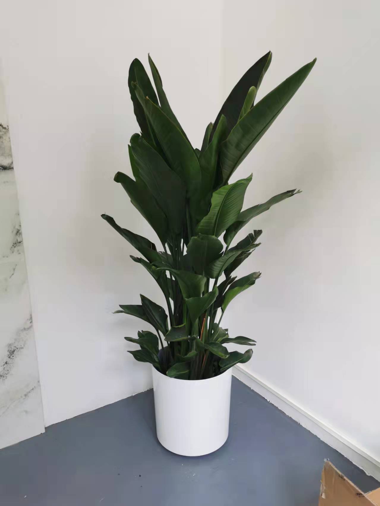 北京世紀匯通園藝有限公司：哪些綠植凈化空氣？