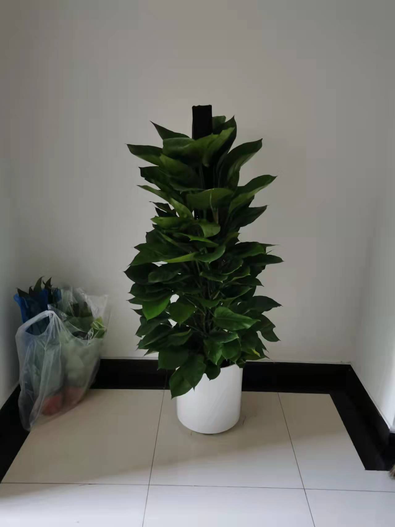 北京綠植養(yǎng)護-金鉆花有毒嗎？它有什么作用與功效？
