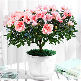 北京花卉公司繡球花夏天怎么養(yǎng)，需要注意什么呢？