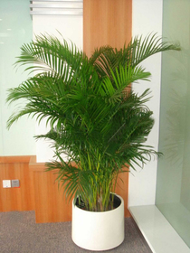 北京花卉租賃公司-鳳尾竹盆栽葉枯怎么辦？