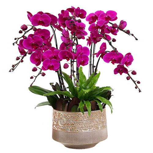 種植花卉盆栽無盡夏的養(yǎng)護(hù)經(jīng)驗(yàn)