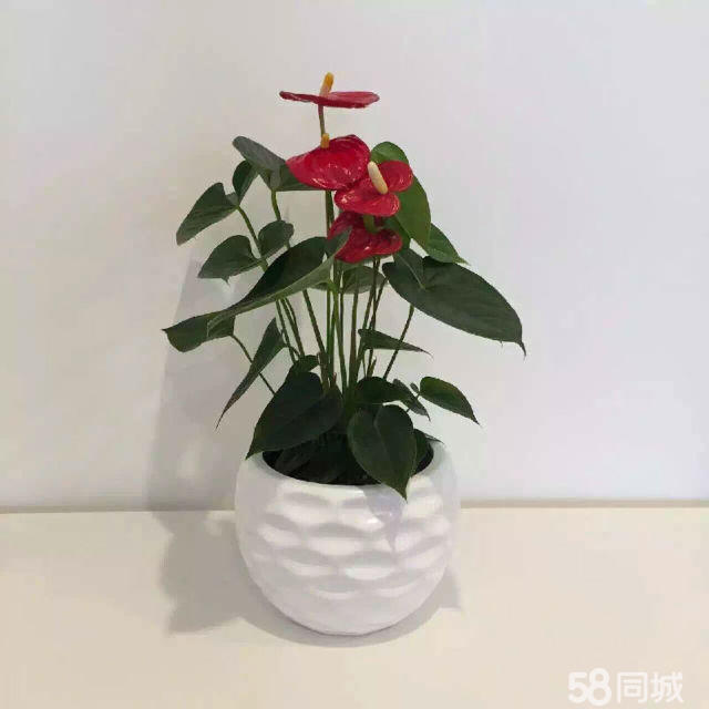 長壽花生蟲不要急，學(xué)會這4點，輕松解決
