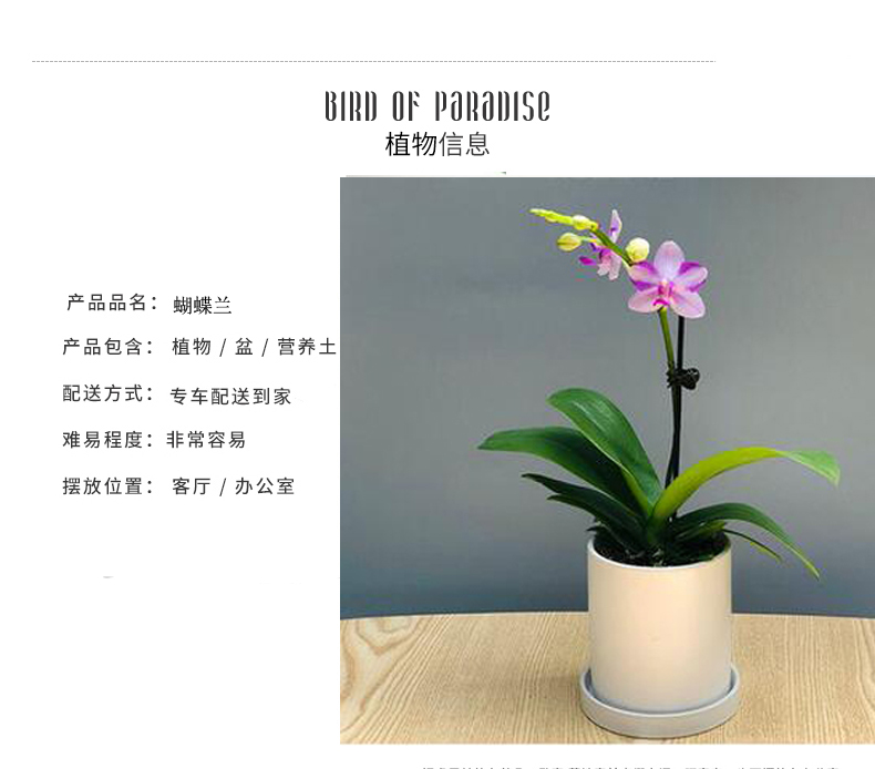 北京花卉養(yǎng)護公司幾種花卉便宜又好養(yǎng)，陽臺盆栽上幾盆，全年開花不停