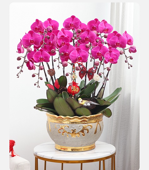 北京花卉租擺公司 北京綠植布置公司   北京綠植租擺公司  北京花卉租賃，