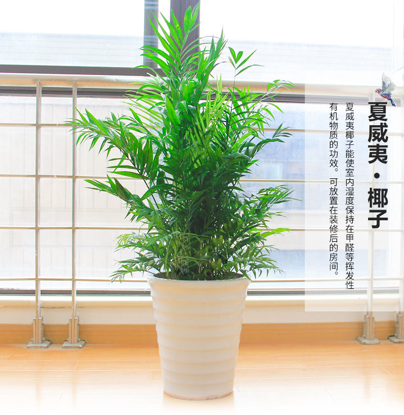 石斛花后要怎么修剪？修剪后要怎么養(yǎng)護(hù)？