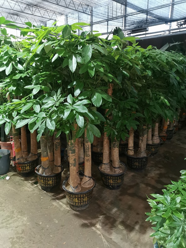 北京綠植租擺公司發(fā)財(cái)樹葉子有斑怎么辦？