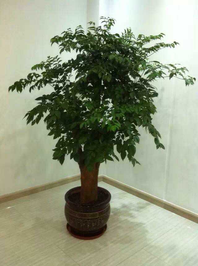 北京綠植租擺公司幸福樹怎么養(yǎng)護(hù)？