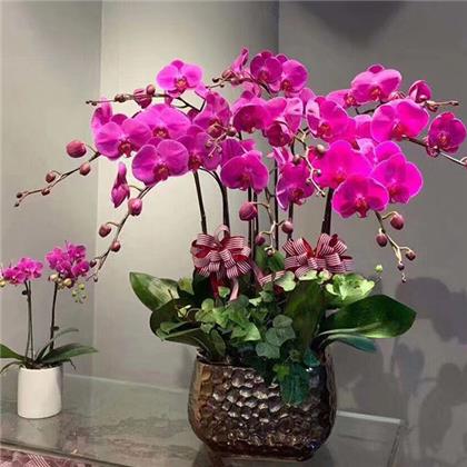 超耐寒的北美冬青要怎么養(yǎng)護(hù)呢？