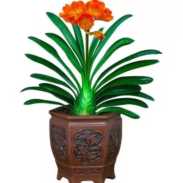 春天花卉開花植物，要做好哪些工作？