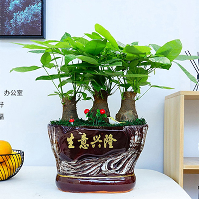 北京花卉綠植租擺公司大麗花的養(yǎng)護知識