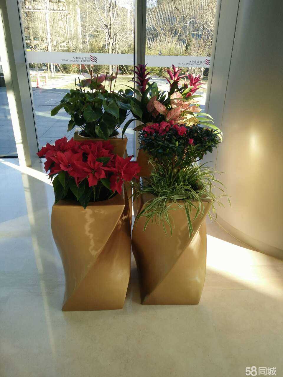 北京綠植租擺公司吊蘭的養(yǎng)護知識