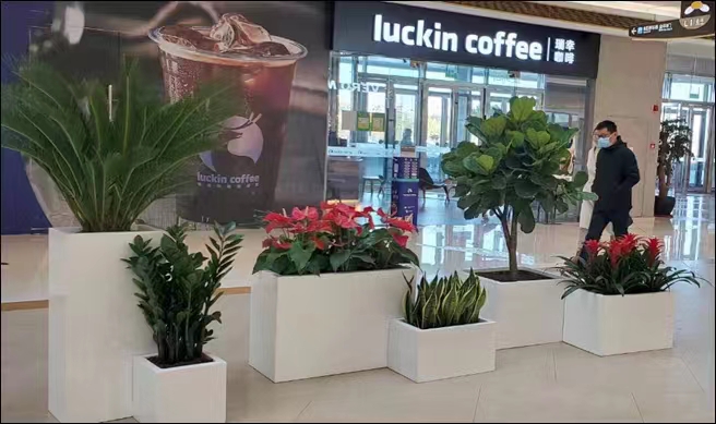 北京綠植租擺公司青蘋果的養(yǎng)護知識