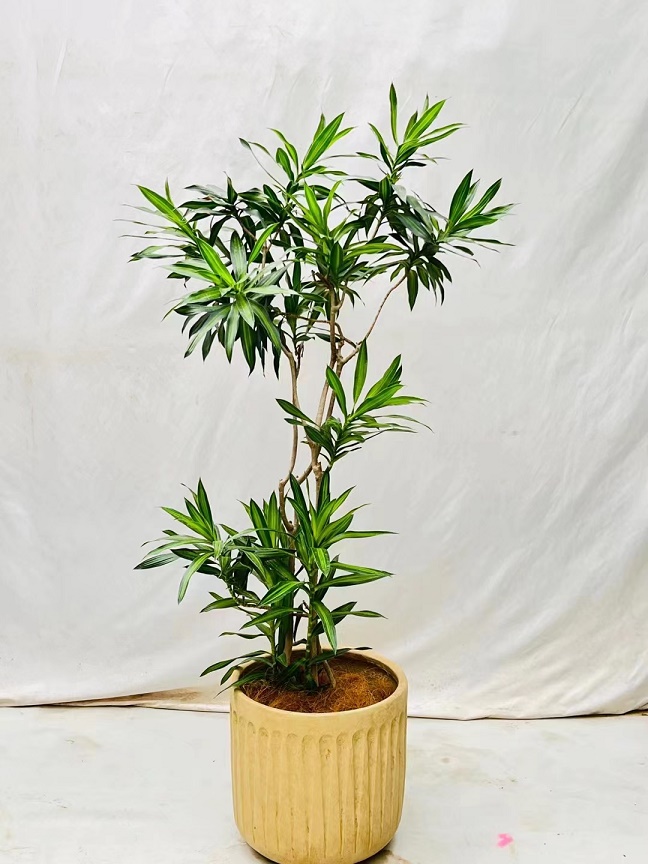 植物養(yǎng)護不會養(yǎng)怎么辦？植物專業(yè)知識不會怎么辦？