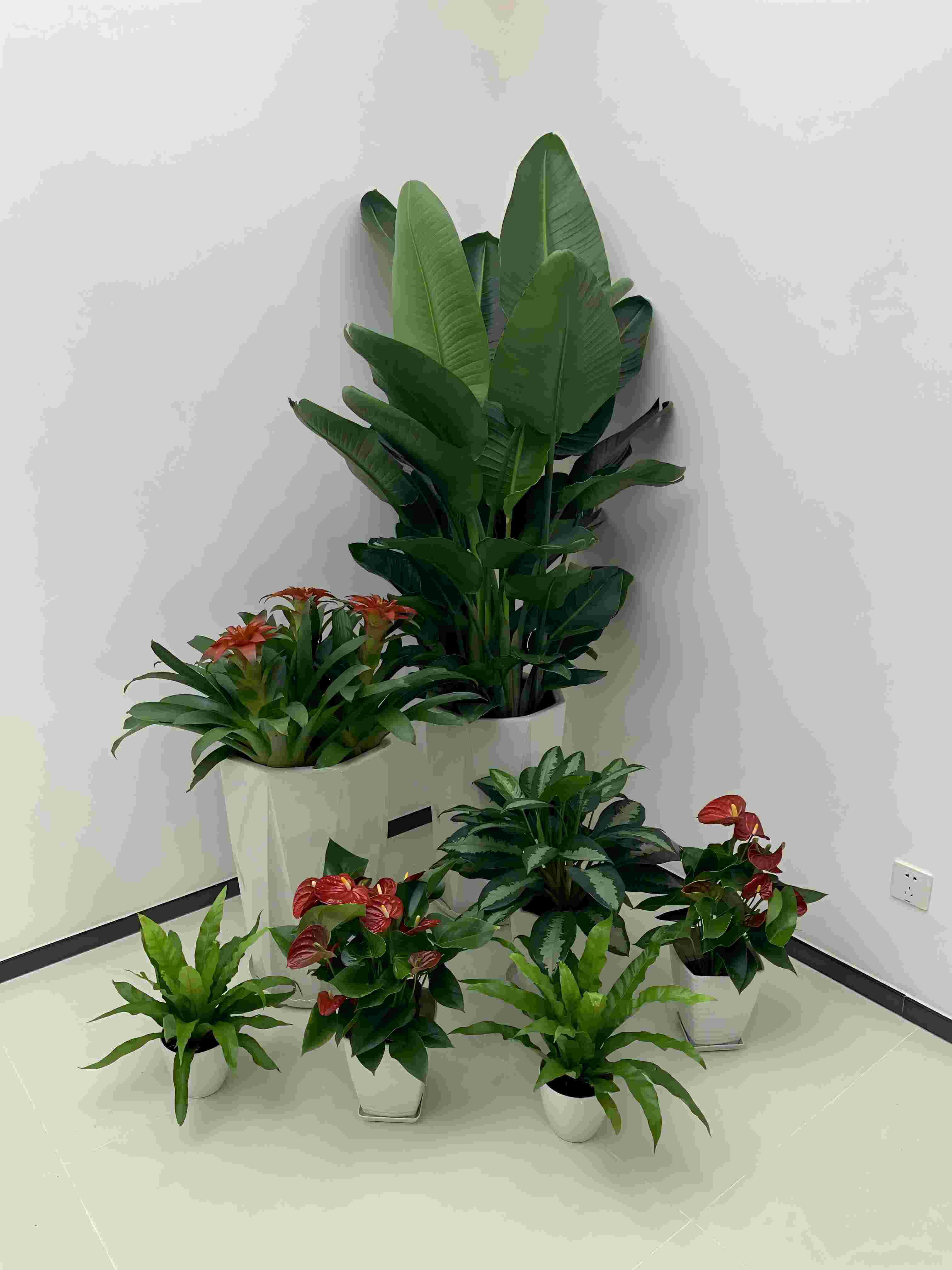 北京公司租花