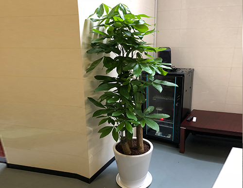 北京世紀(jì)匯通園藝望京寫(xiě)字樓綠植租擺專家