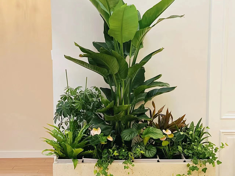 北京花卉租擺養(yǎng)護(hù)