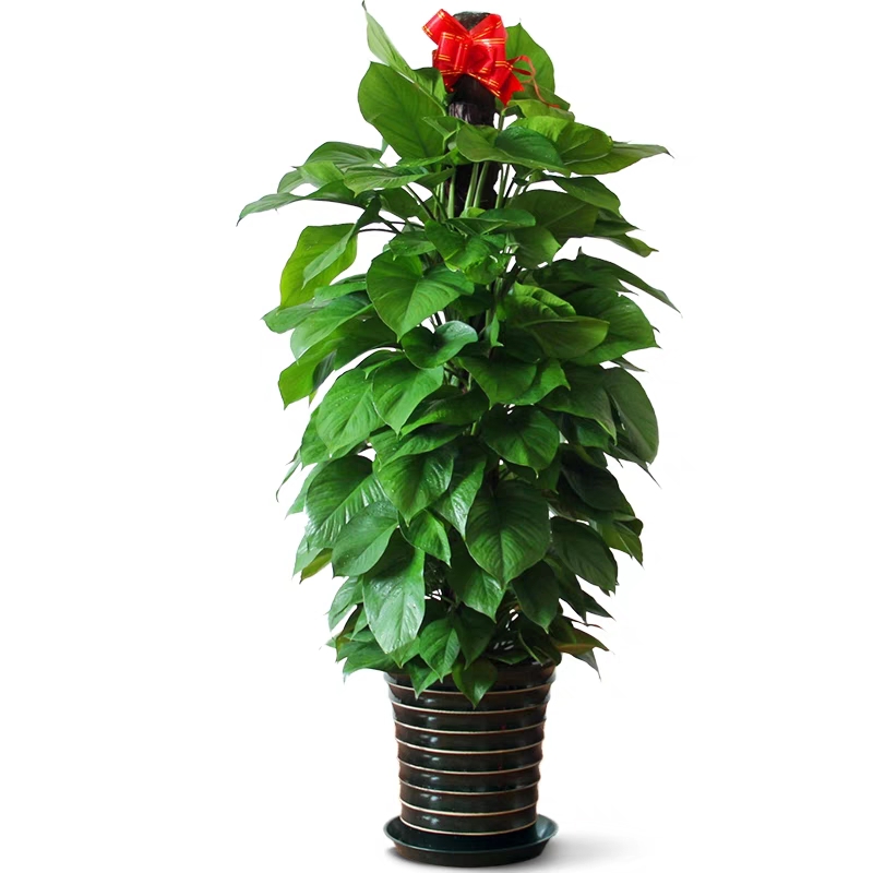 東城區(qū)花卉綠植租擺東城區(qū)綠植盆栽出租